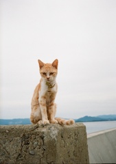 狛猫？