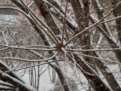 雪景色