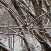 雪景色