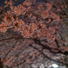 夜桜