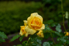 今日は1日雨ですか、、、