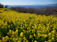 菜の花盛りです