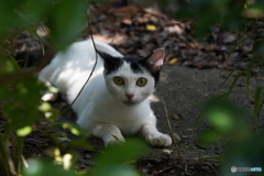 睨めっこ