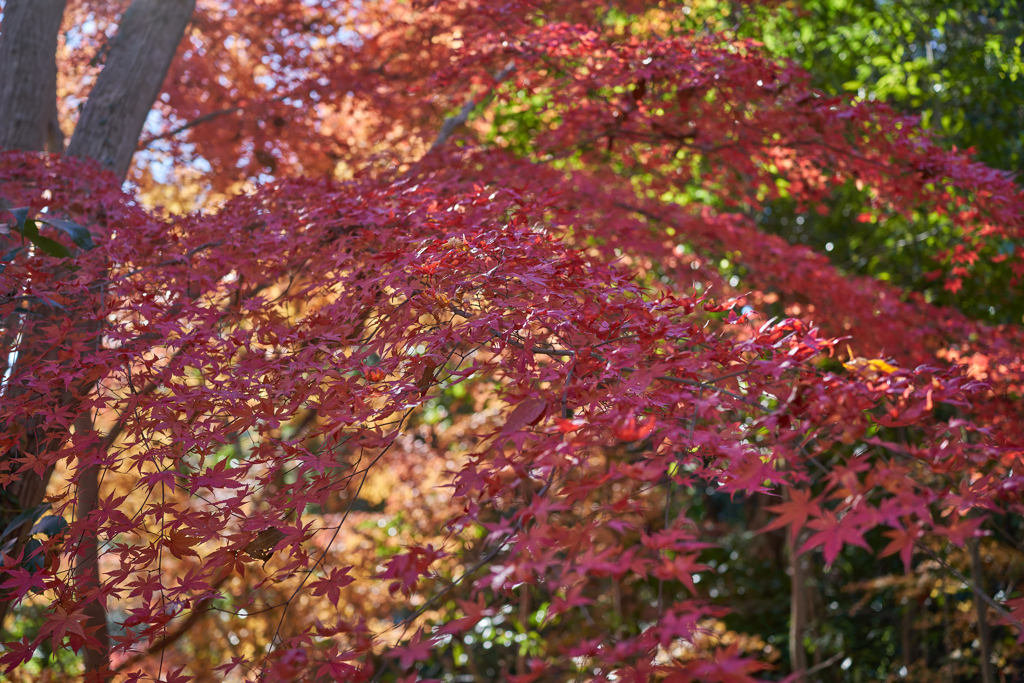 今シーズン最後の紅葉