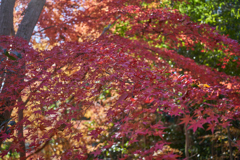今シーズン最後の紅葉
