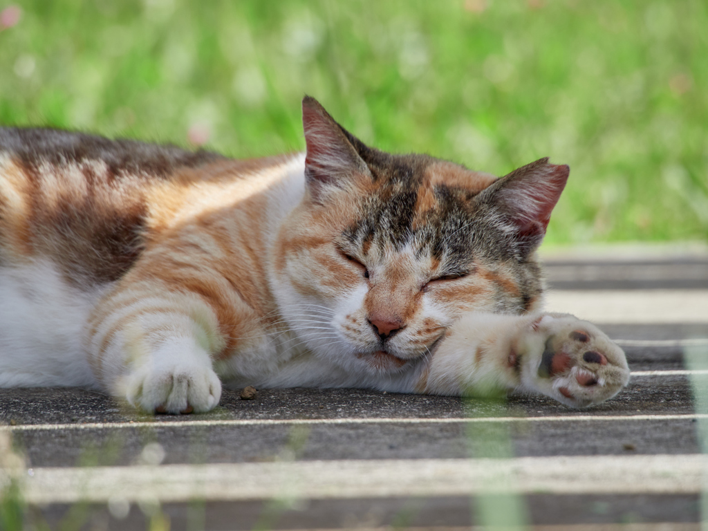 お昼寝中の野良猫