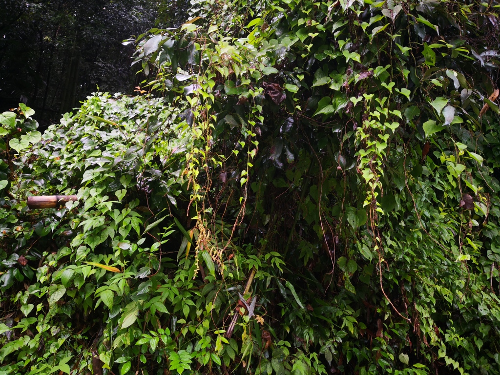 210815  雨上がりの斜面