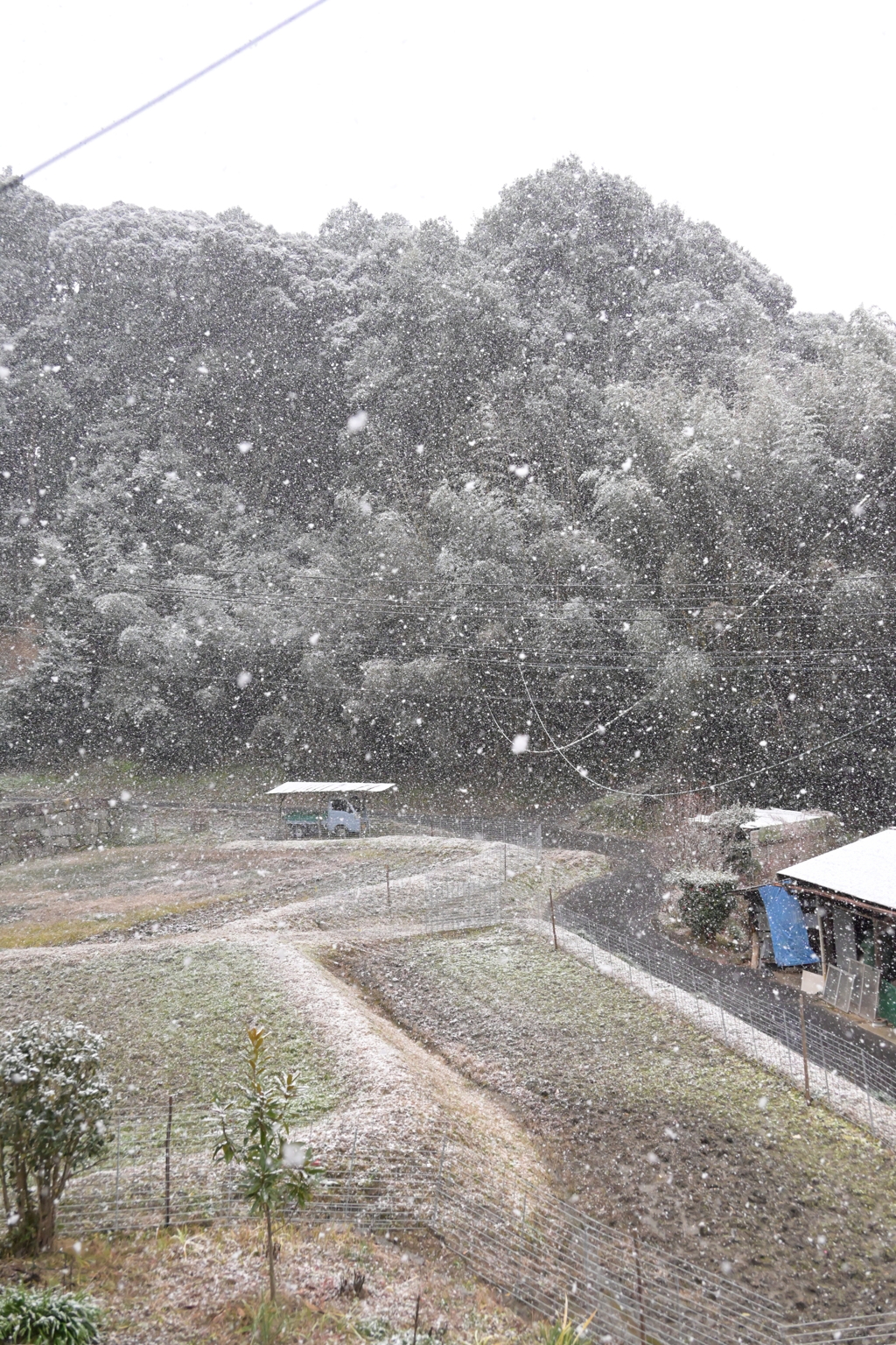 201231　雪の日