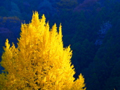 E731539B-0BDF-4914-9B23-F1898E9FF66A