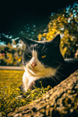 猫の王様
