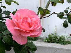 薗田恭一とピンクのお花