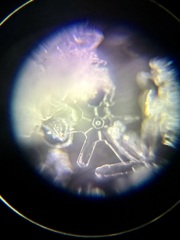 溶けかけた結晶