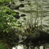 川の石から伸びる植物