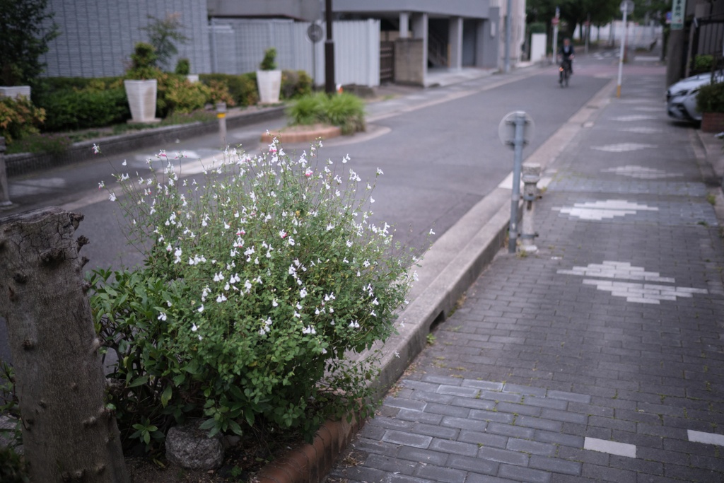 今日はね