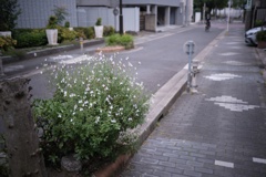 今日はね