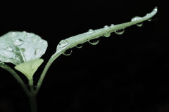 水やり