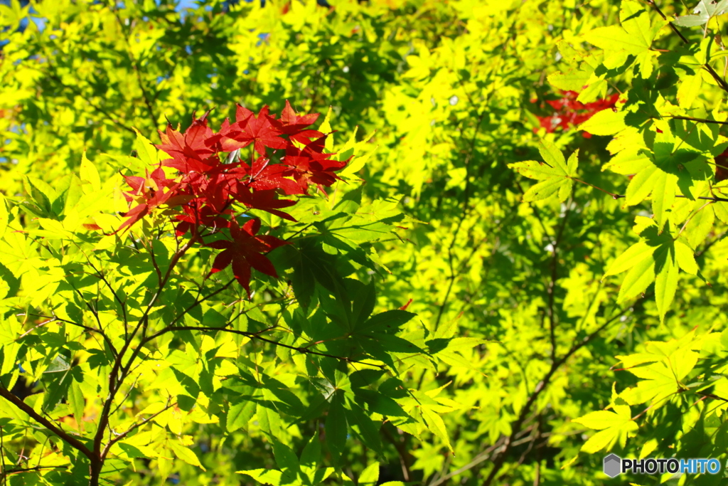 晴れた日の秋の紅葉