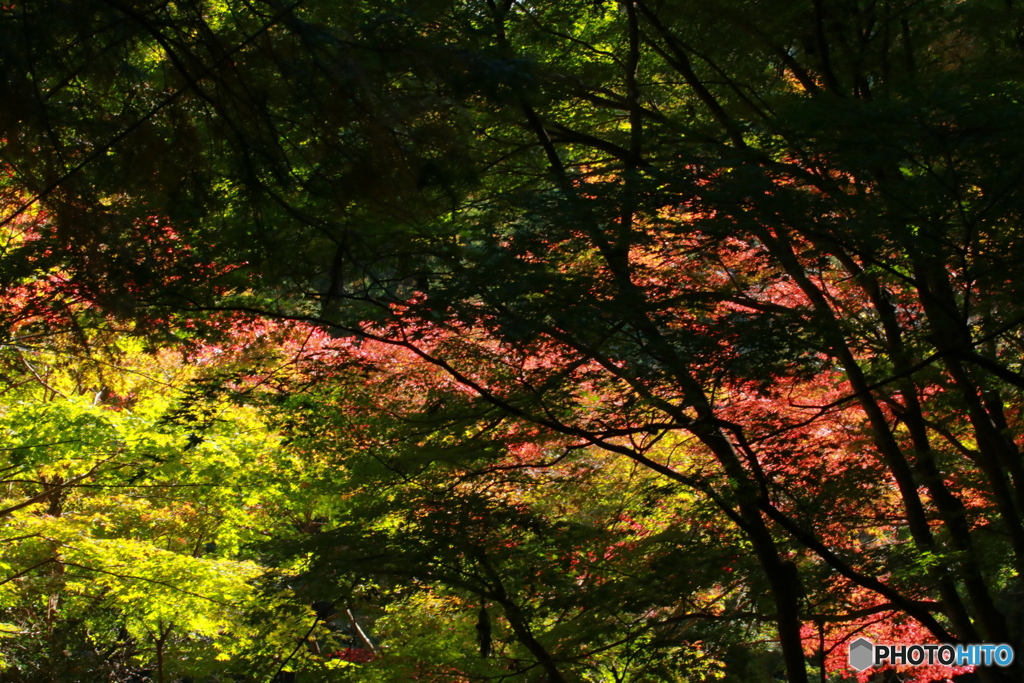 晴れた日の秋の紅葉