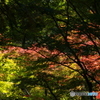 晴れた日の秋の紅葉