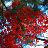 晴れた日の秋の紅葉