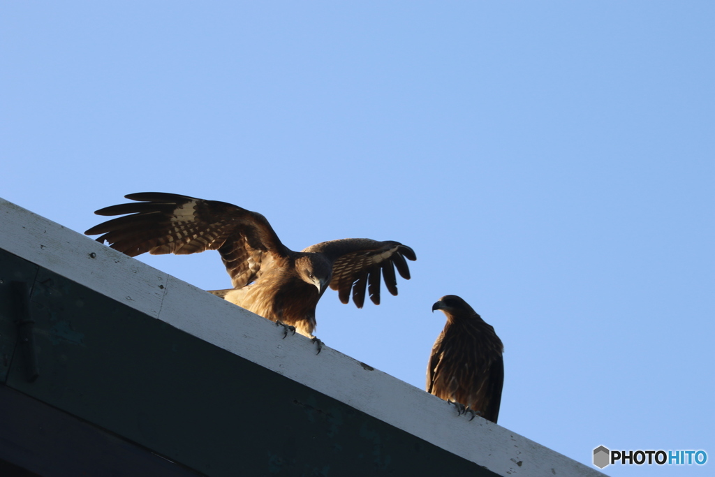 強そうな鳥がいた風景