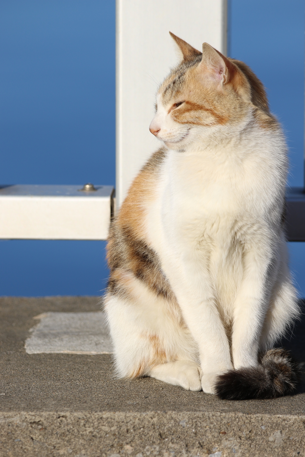 猫がいる空間