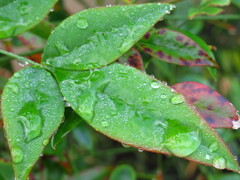 雨あがり
