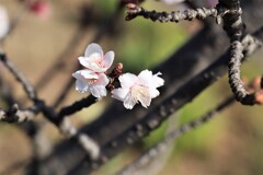 薄寒桜