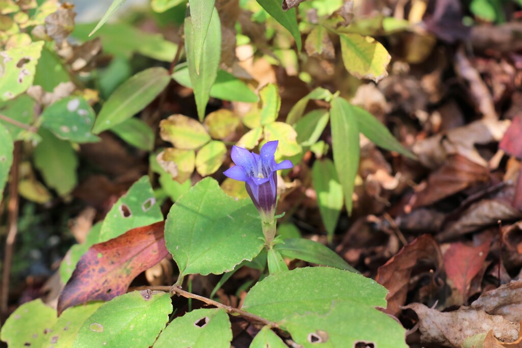 箱根湿性花園