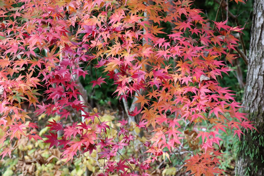 紅葉の箱根仙石原