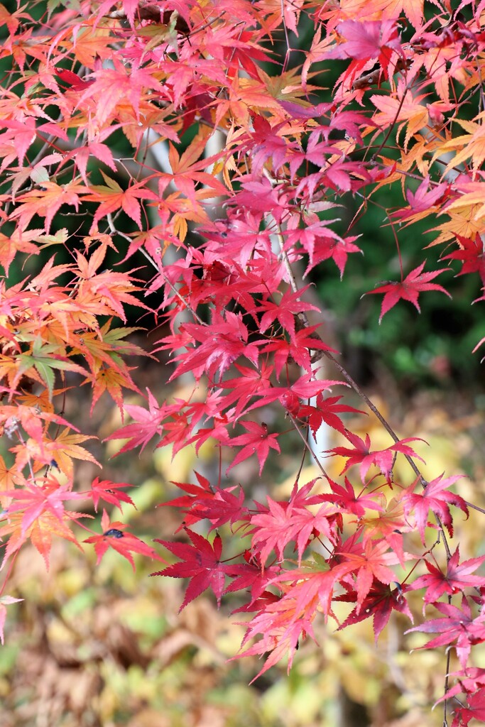紅葉の箱根仙石原