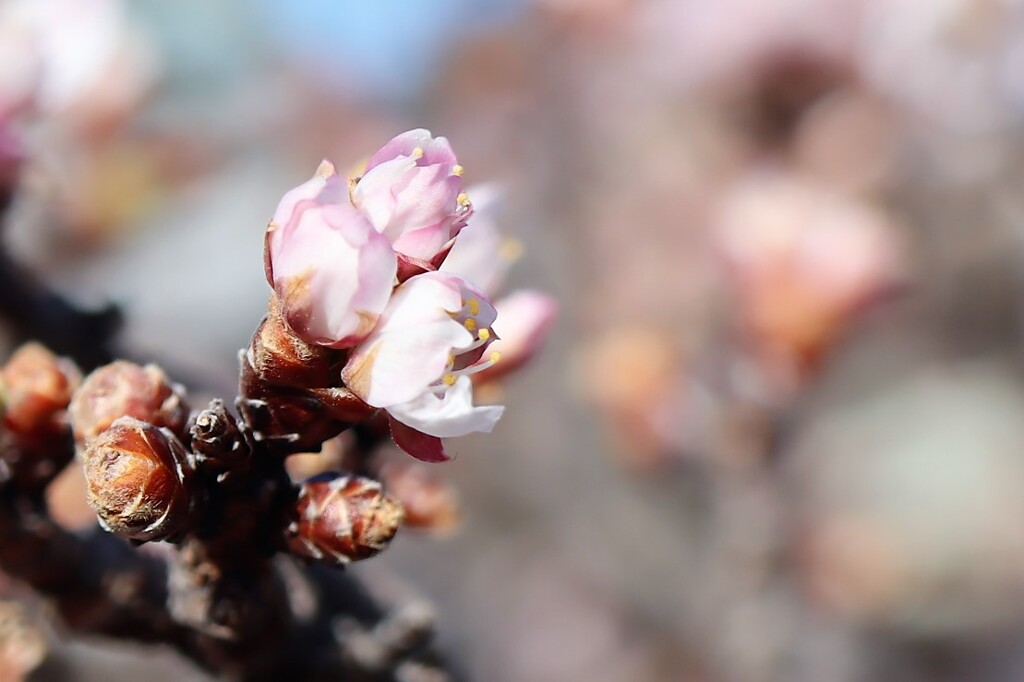 薄寒桜