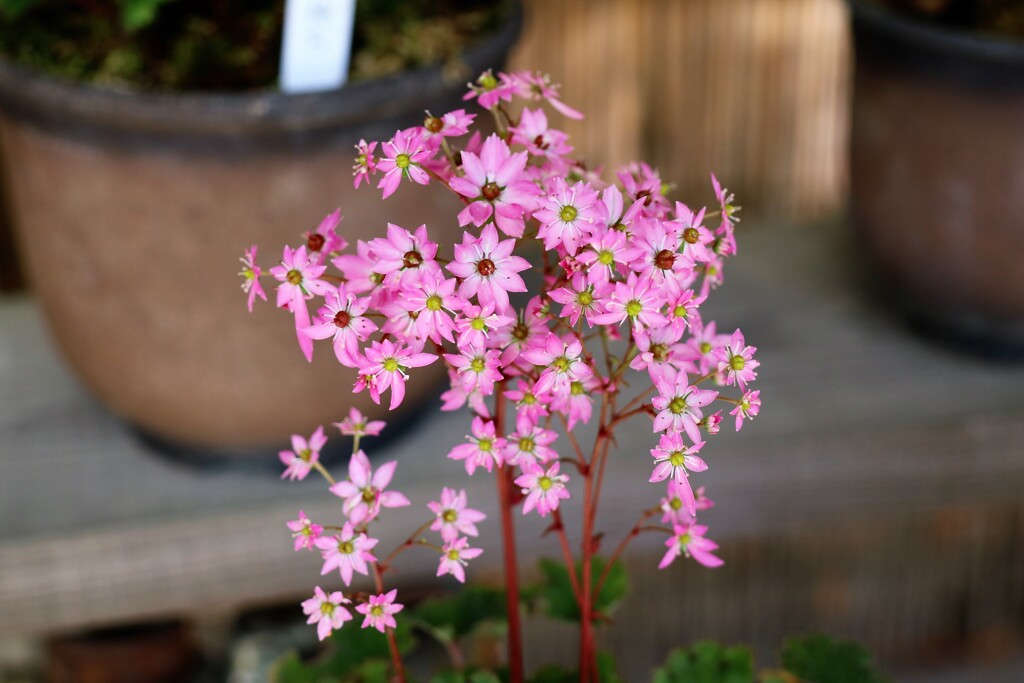 箱根湿性花園