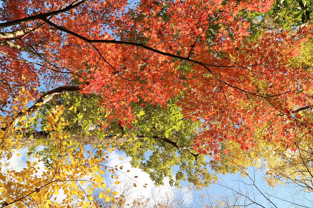 紅葉の箱根仙石原