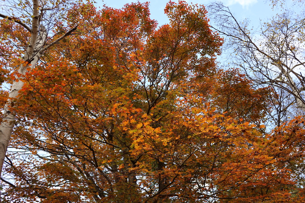 蓼科　紅葉２