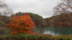 五色沼　紅葉