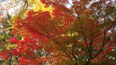 会津城　紅葉２
