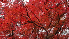 五色沼　紅葉２