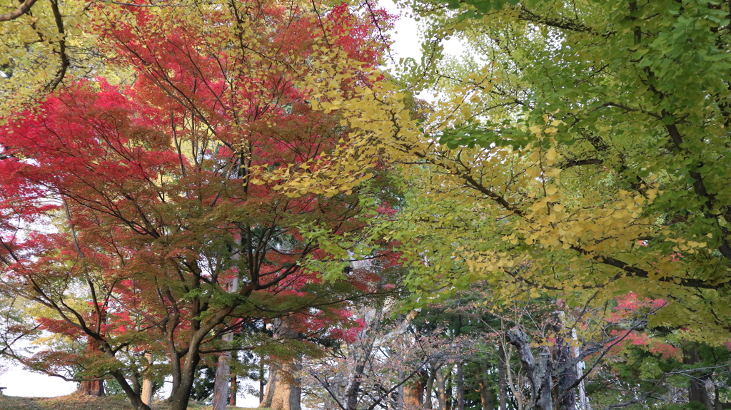 会津城　紅葉４