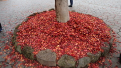 五色沼　紅葉３