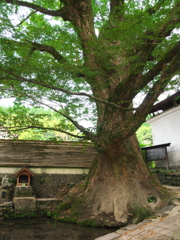 小国けやき水源②