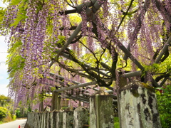 山田日吉神社の藤⑧