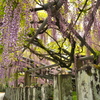 山田日吉神社の藤⑧