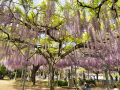 山田日吉神社の藤⑩