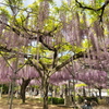 山田日吉神社の藤⑩