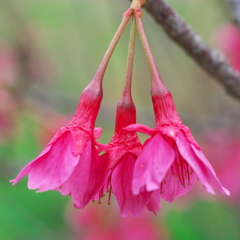 運動公園の花　その２
