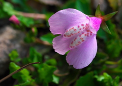 庭の花