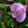 庭の花