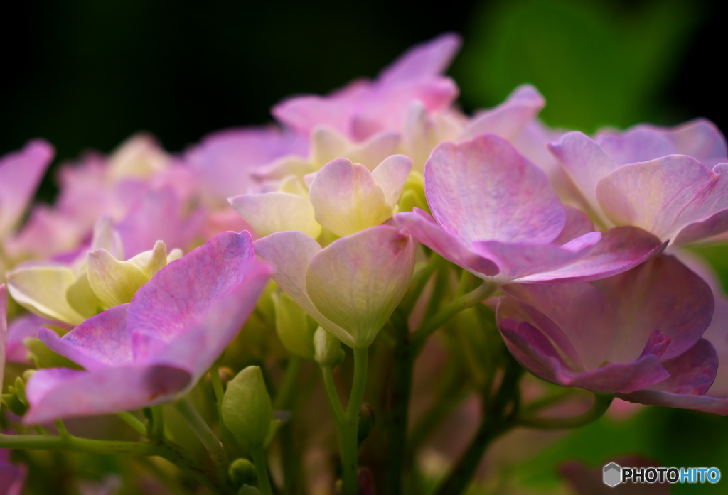 肥後古代の森・鹿央　紫陽花１ 