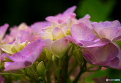 肥後古代の森・鹿央　紫陽花１ 